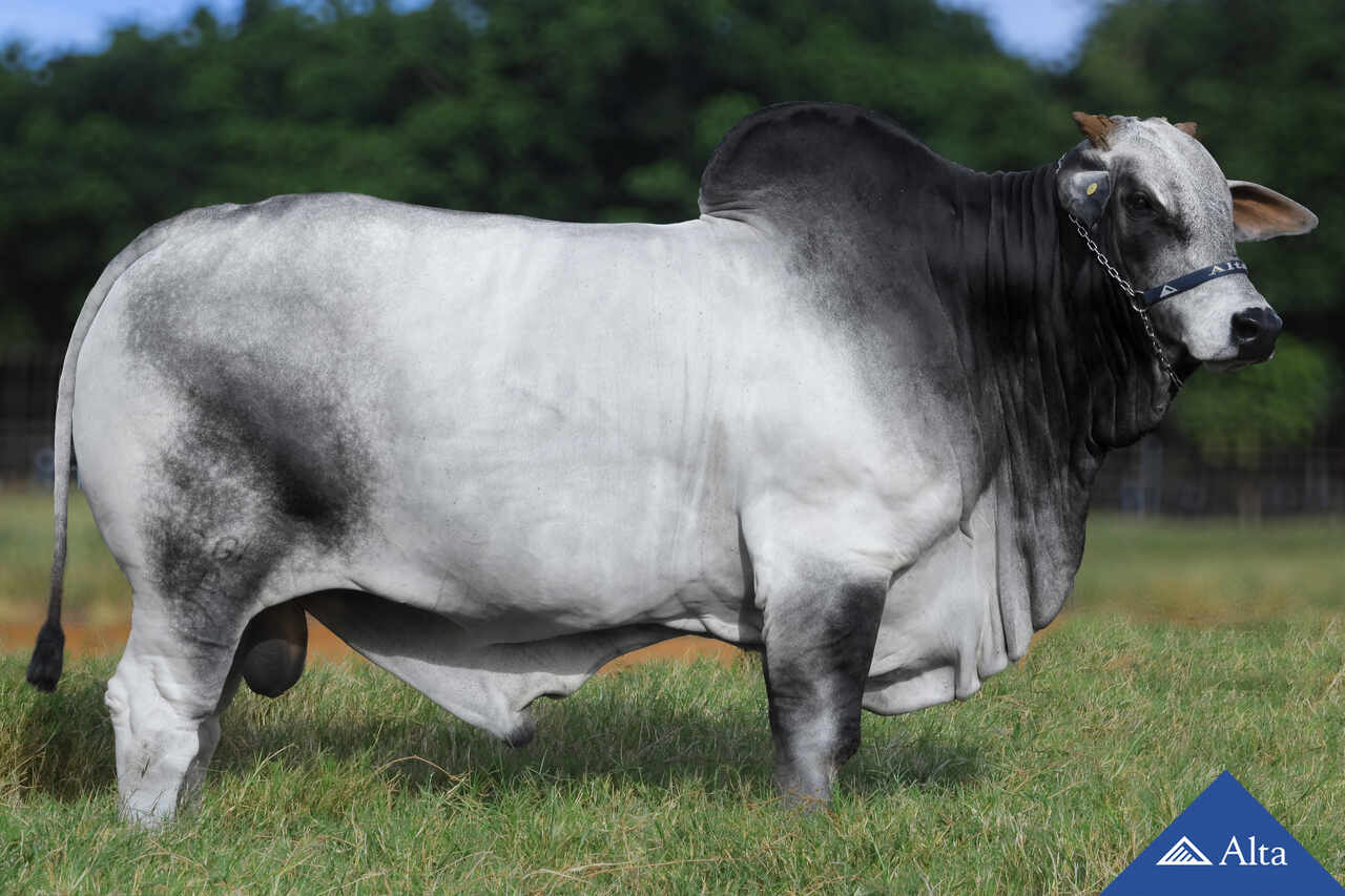 Mahuida